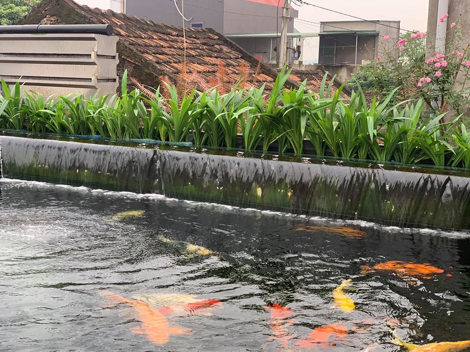 Cây thủy sinh giúp tăng cường lọc nước và hòa tan Oxy